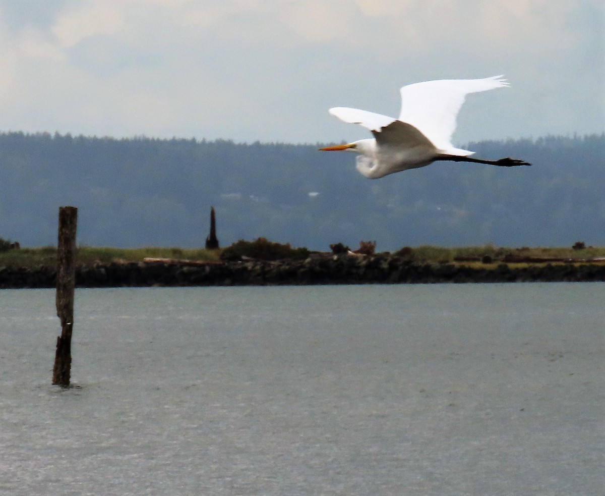 Great Egret - Ann Marie Wood