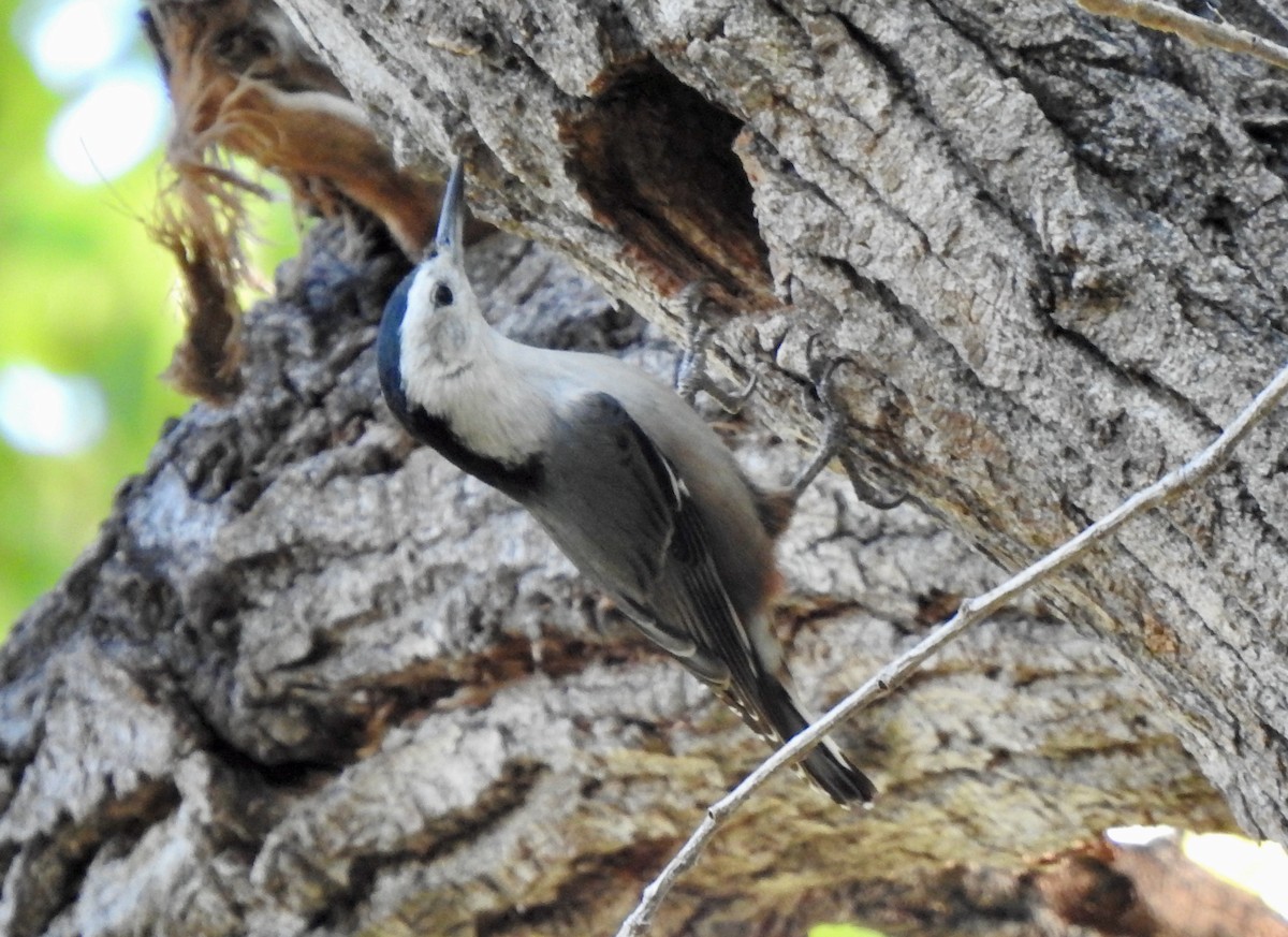 White-breasted Nuthatch - ML376826911