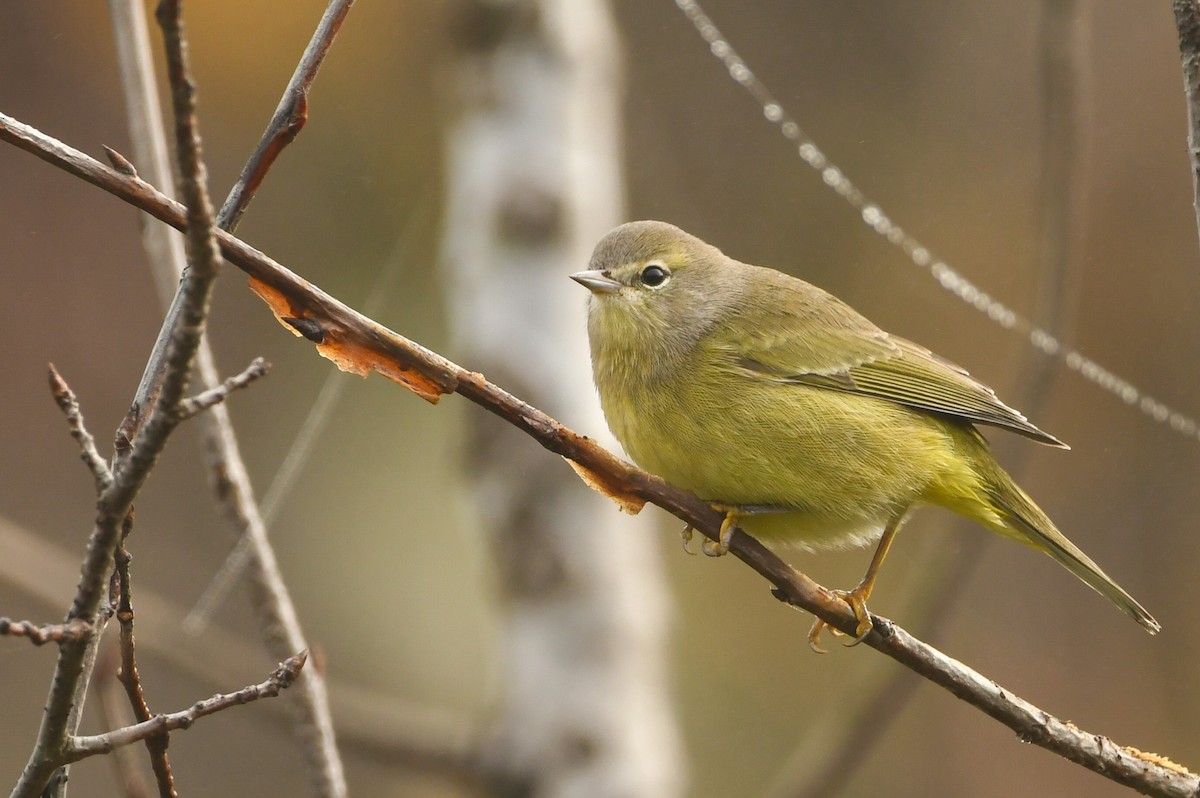 Orange-crowned Warbler - Manny Salas