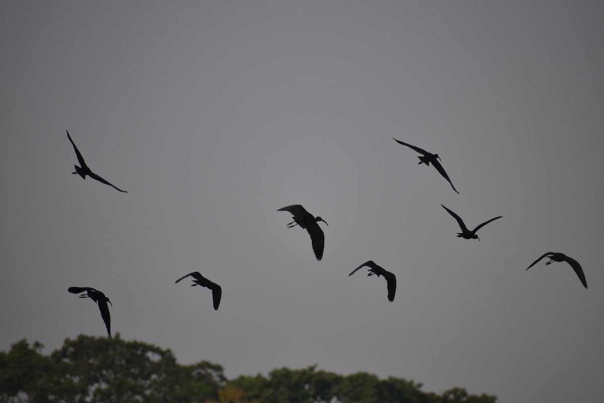 Bare-faced Ibis - ML376828741