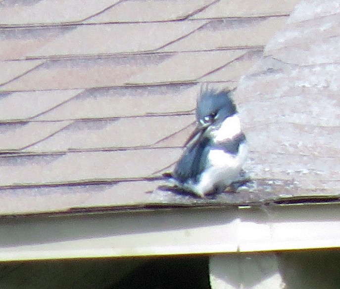 Belted Kingfisher - ML376831841