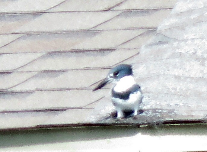 Belted Kingfisher - ML376831911