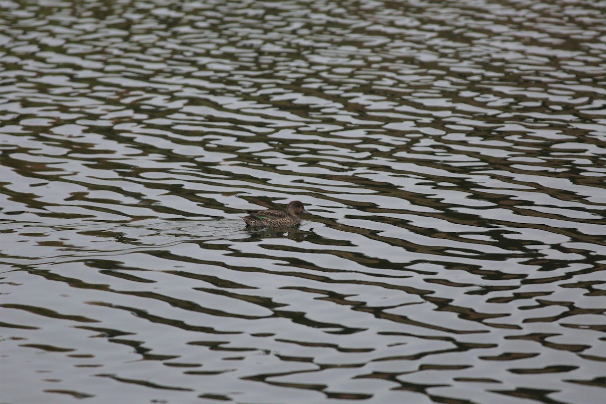 Green-winged Teal - ML376832651