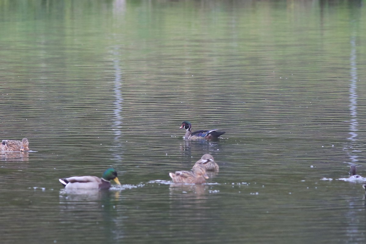 Wood Duck - ML376832911