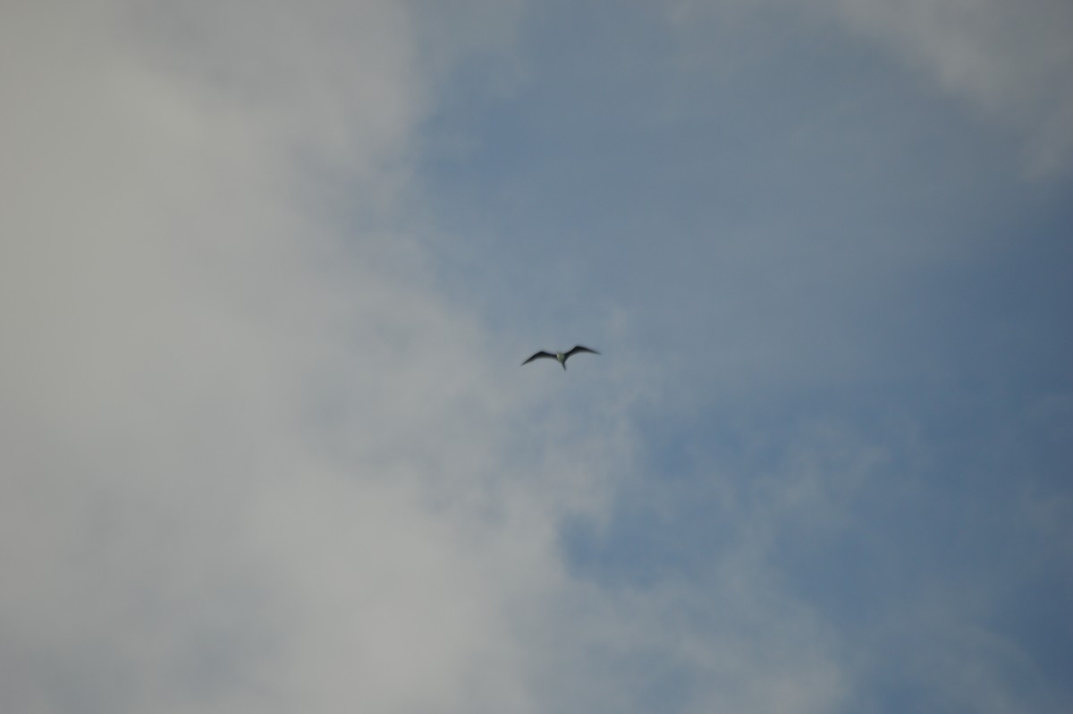 Magnificent Frigatebird - ML376832941