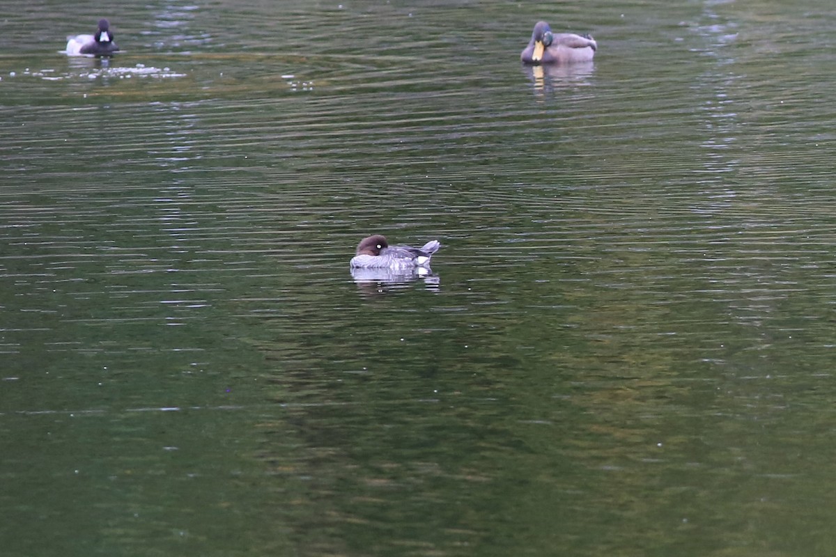 Common Goldeneye - ML376833191