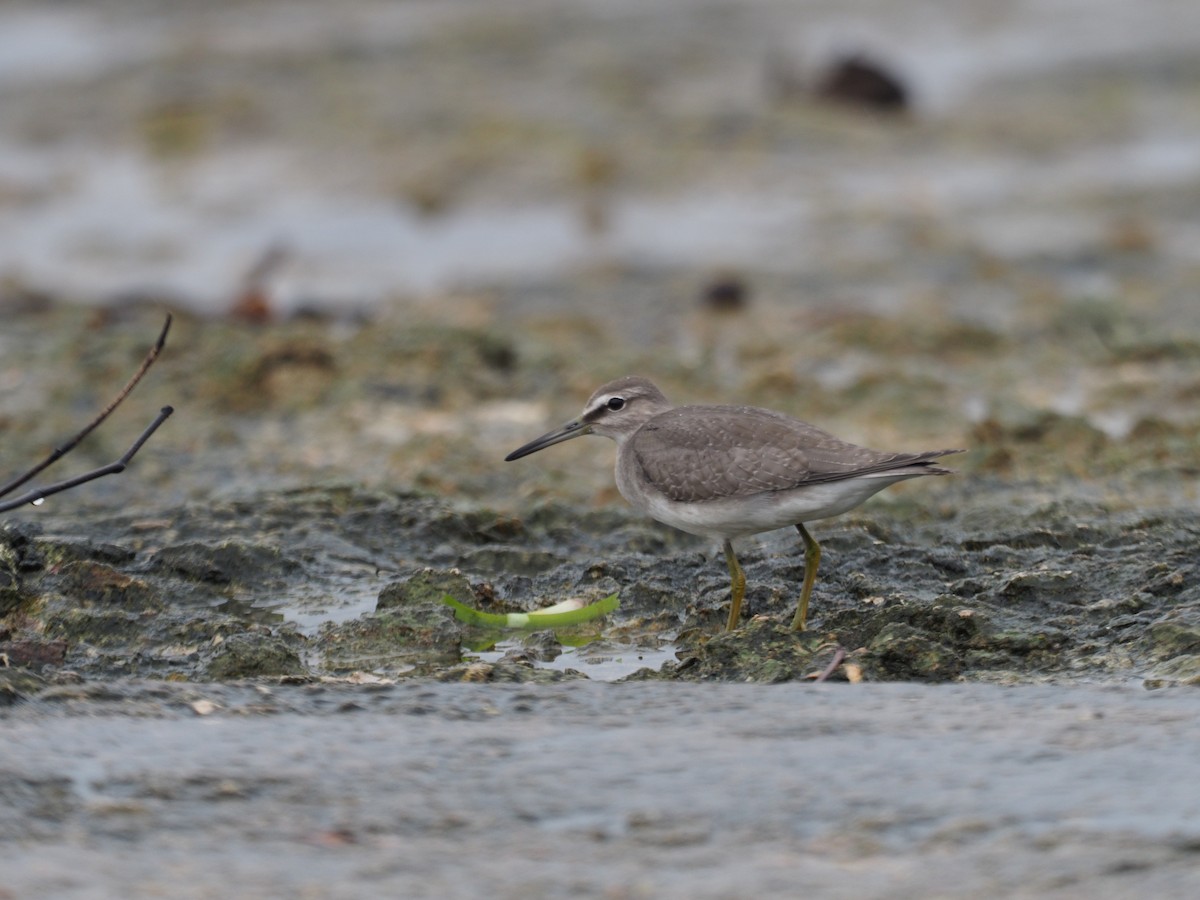 Gray-tailed Tattler - ML376836311