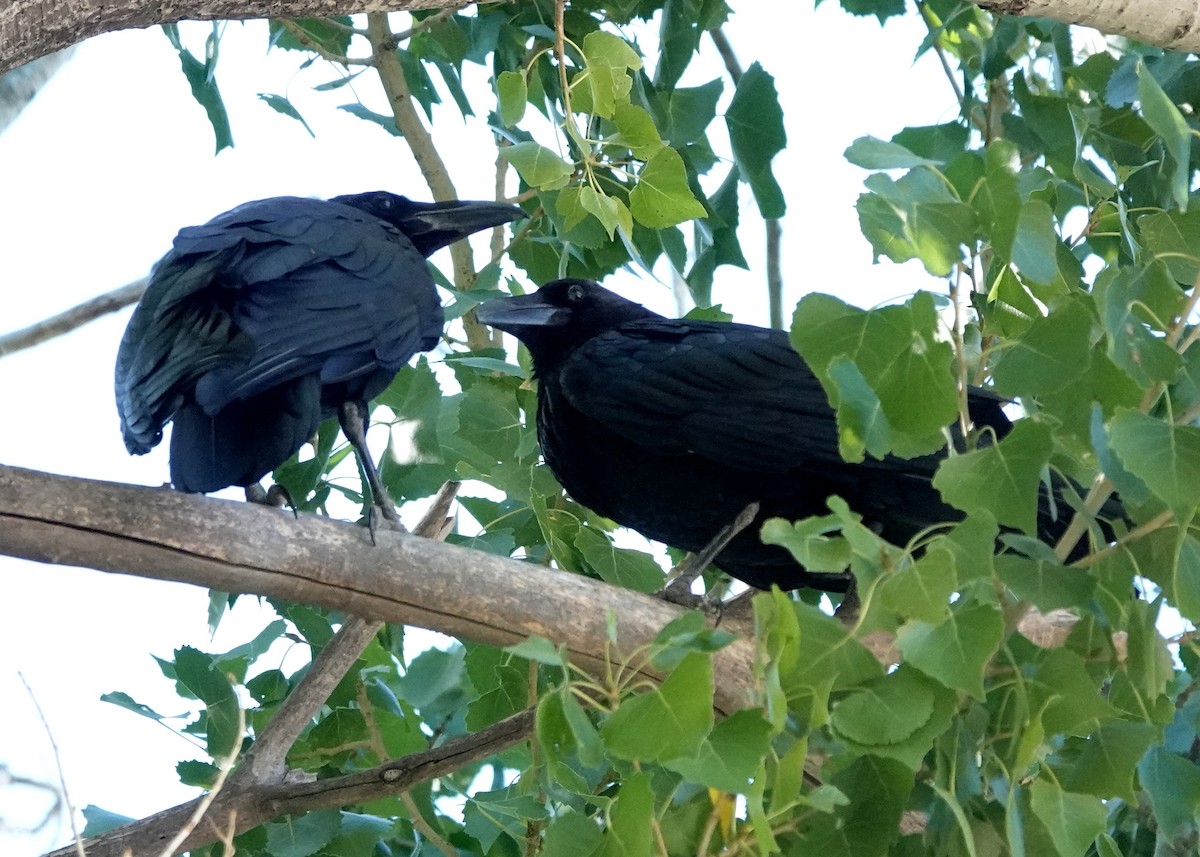 Chihuahuan Raven - ML376836651