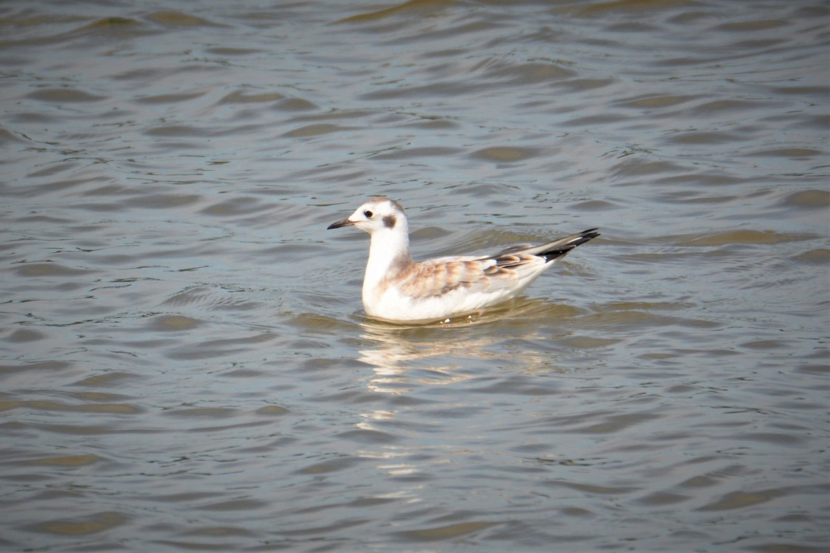 Bonaparte's Gull - ML376837041