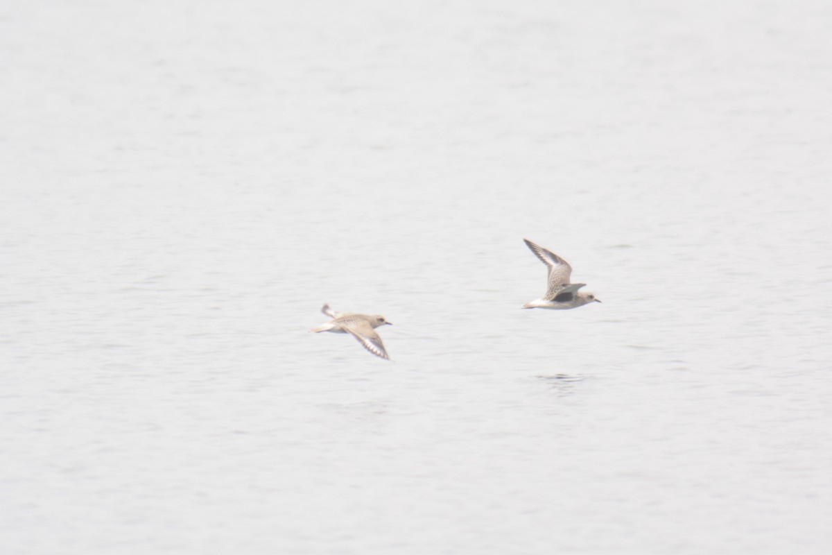 Black-bellied Plover - ML376837731