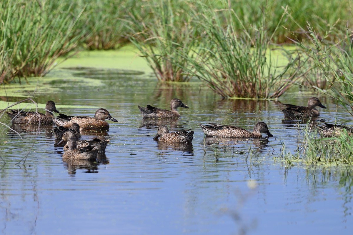 Blue-winged Teal - ML376837851