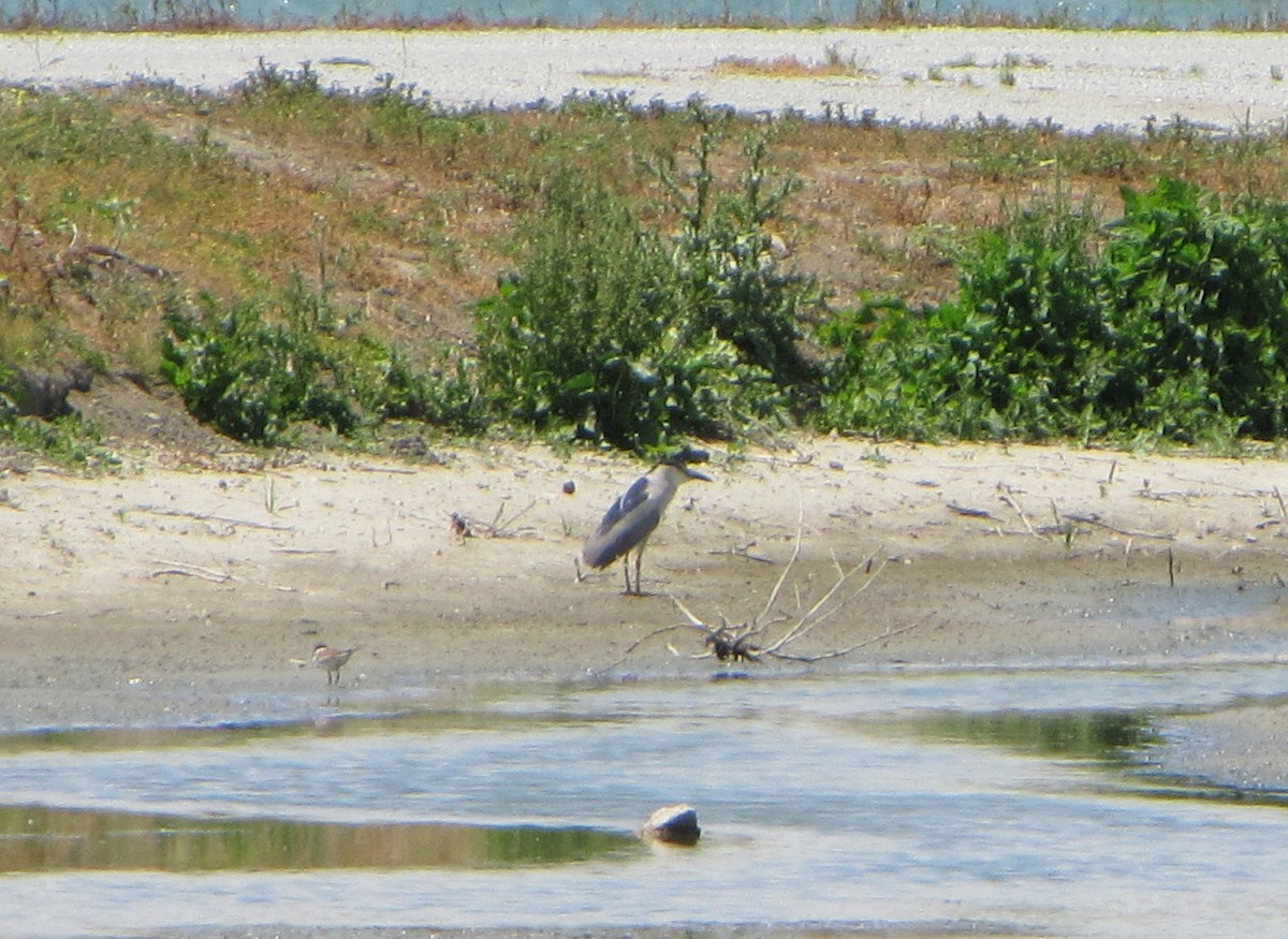 Black-crowned Night Heron - ML37683791