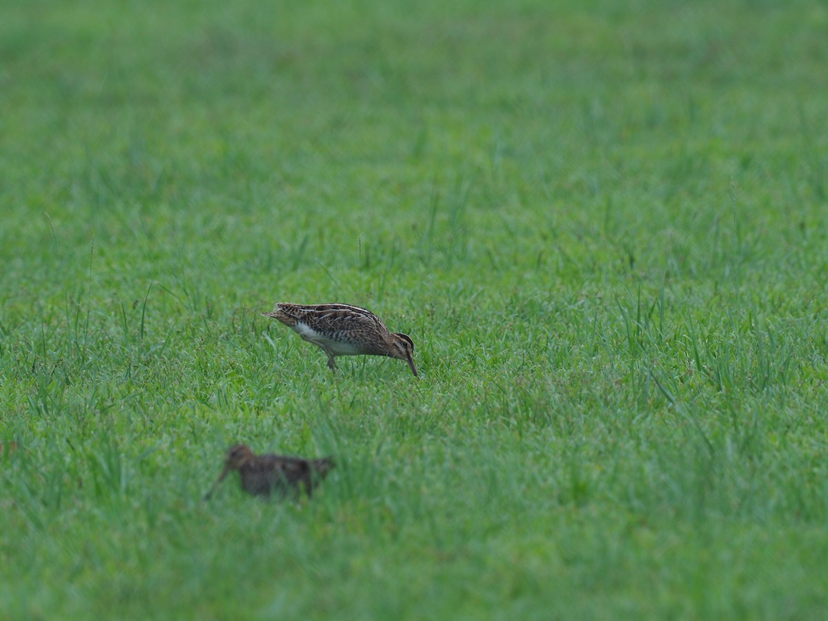 Gallinago sp. - ML376838041