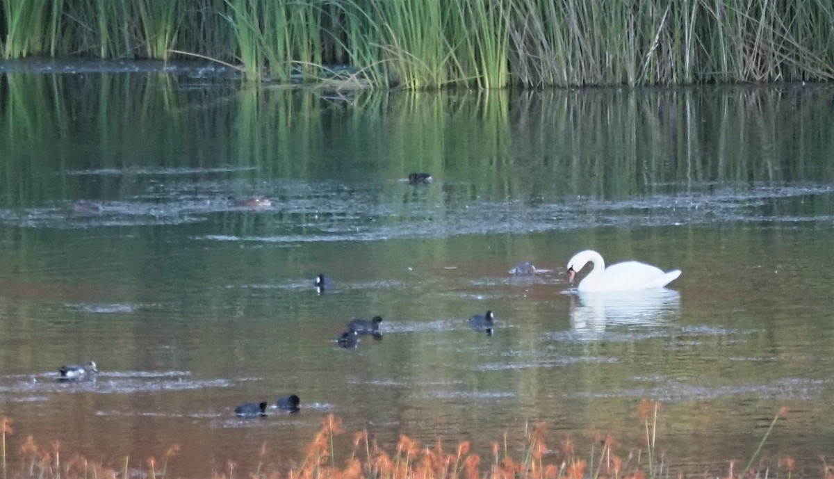 Mute Swan - ML376838151