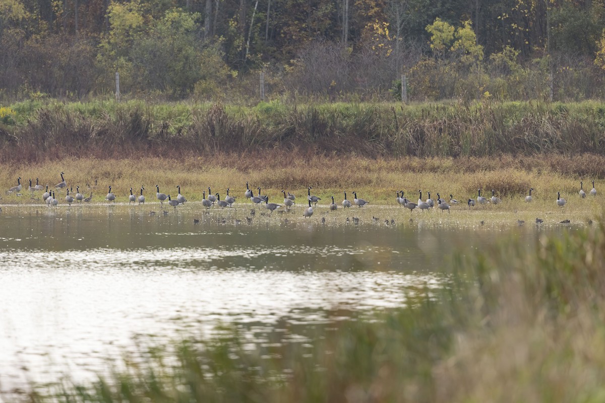 Canada Goose - Peter Hawrylyshyn