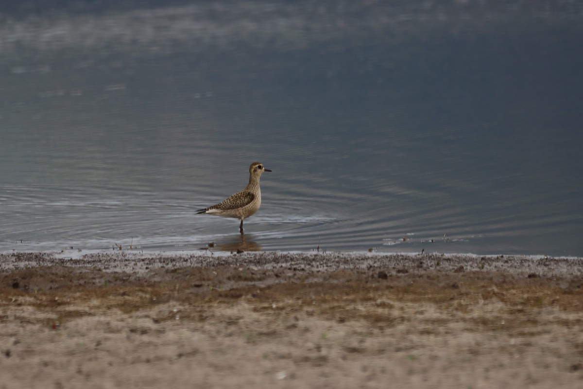 American Golden-Plover - ML376839131