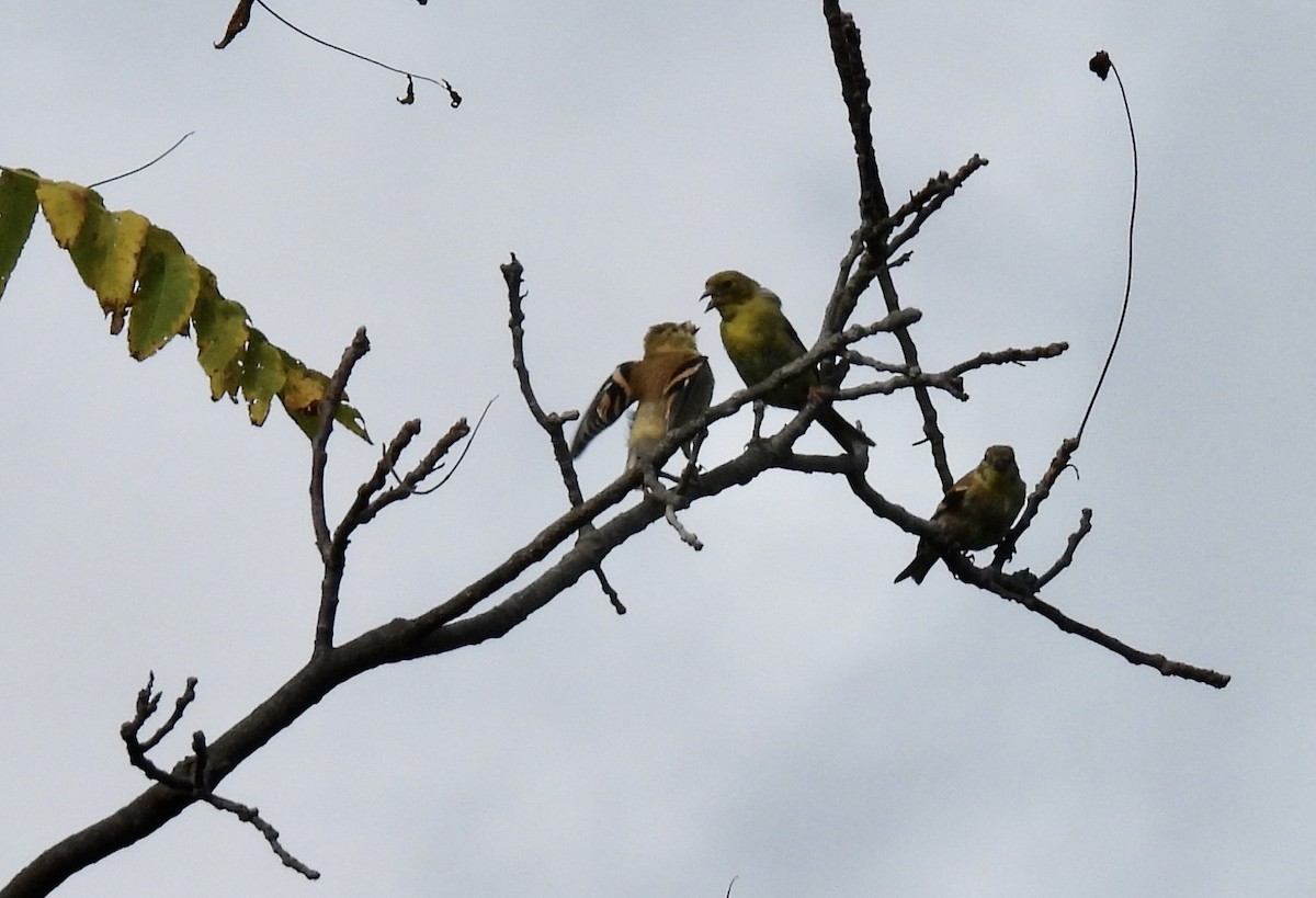 American Goldfinch - ML376839421