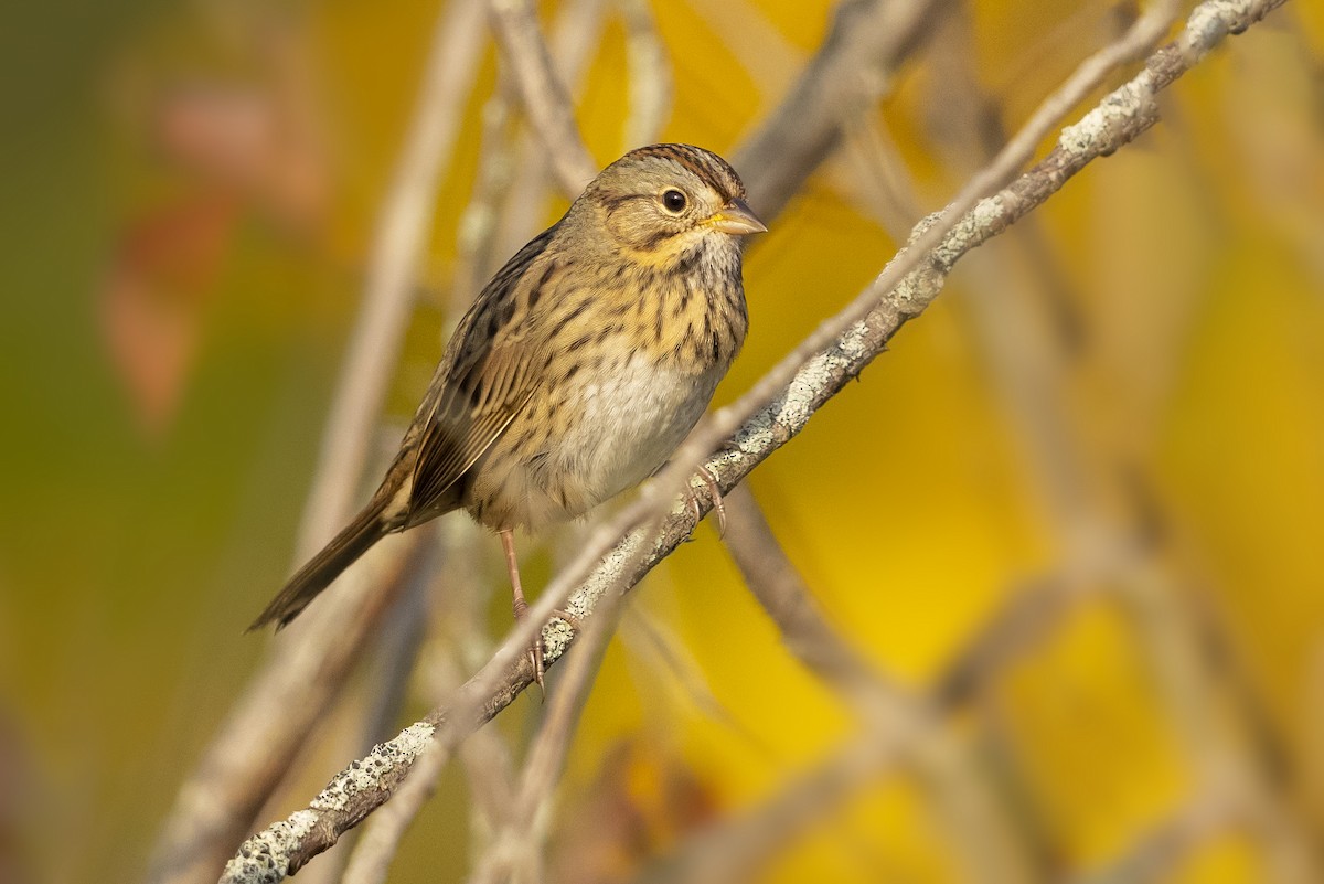 Lincoln's Sparrow - ML376839461