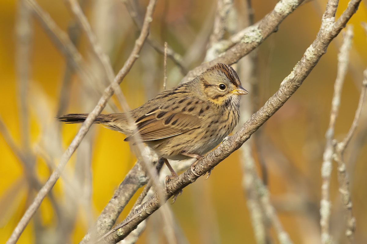 Lincoln's Sparrow - Peter Hawrylyshyn