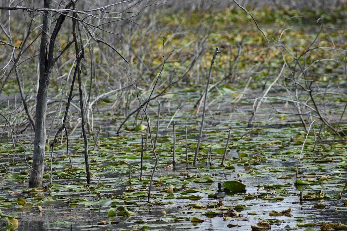 American Coot - ML376839611