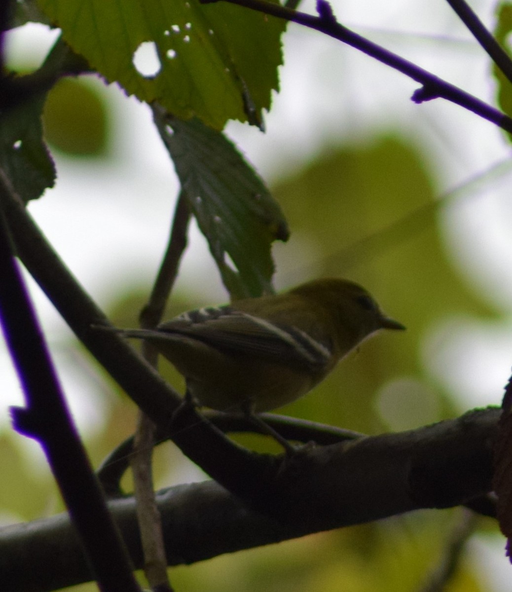 Bay-breasted Warbler - ML376839921