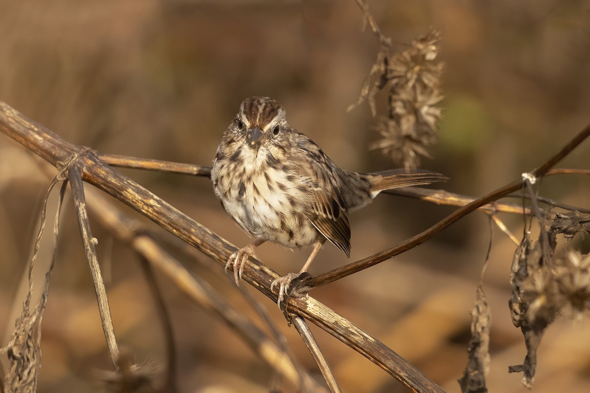 Song Sparrow - Peter Hawrylyshyn