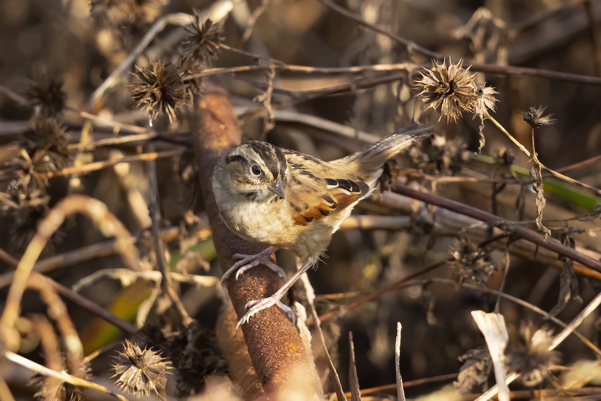 Swamp Sparrow - Peter Hawrylyshyn