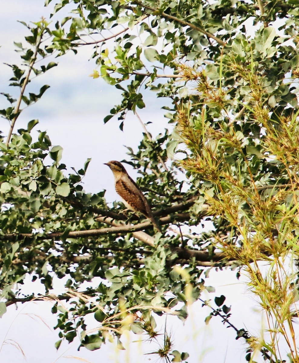 Eurasian Wryneck - ML376841271