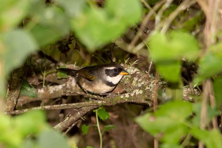 Saffron-billed Sparrow - ML376843321