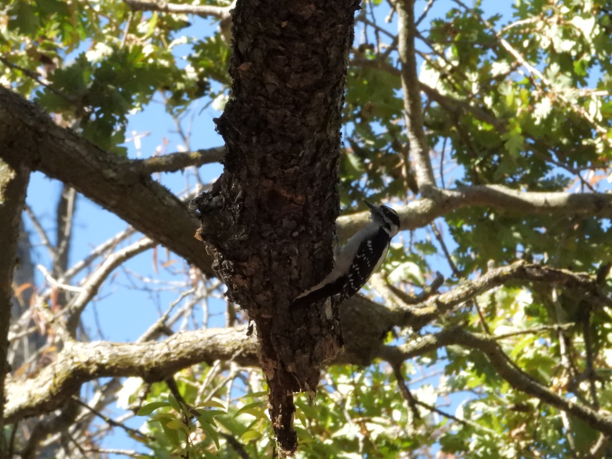 Downy Woodpecker - ML376845501