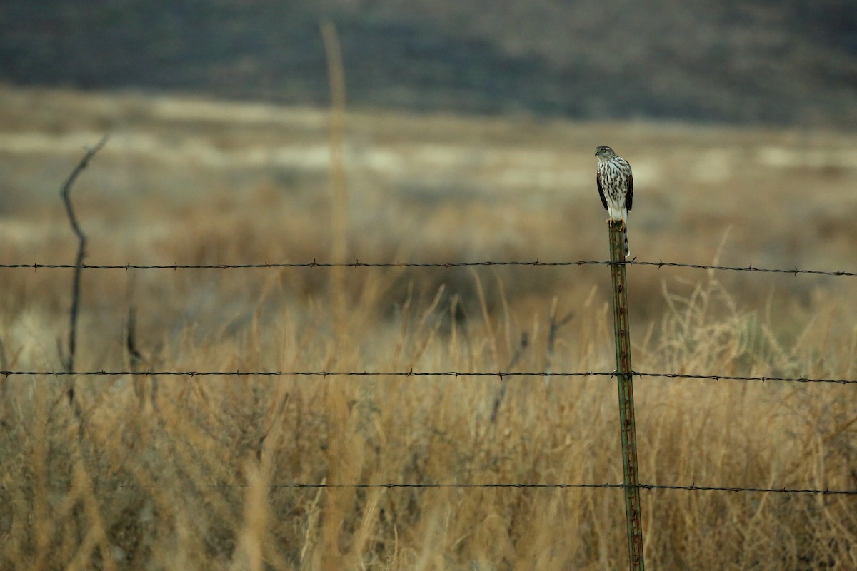 Sharp-shinned Hawk - ML37684551