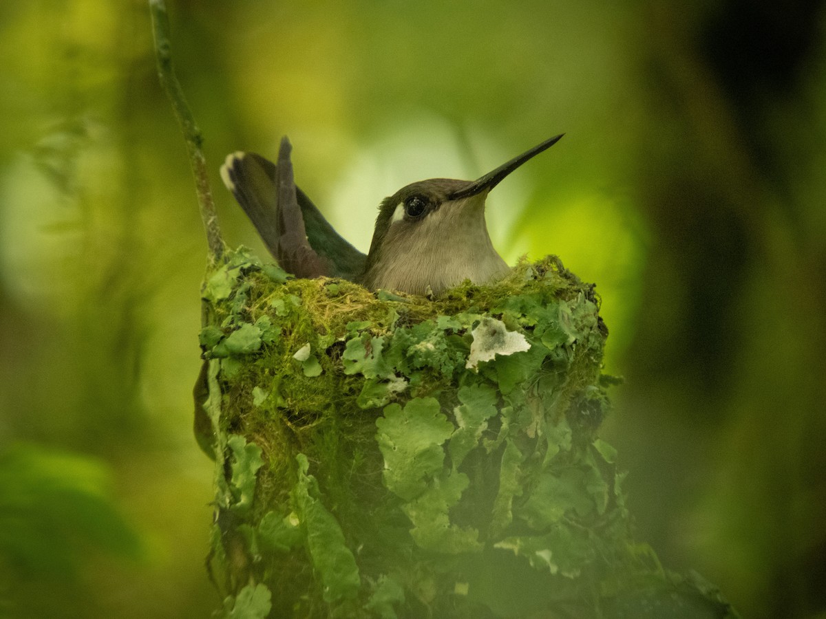 kolibřík paraguayský - ML376846621