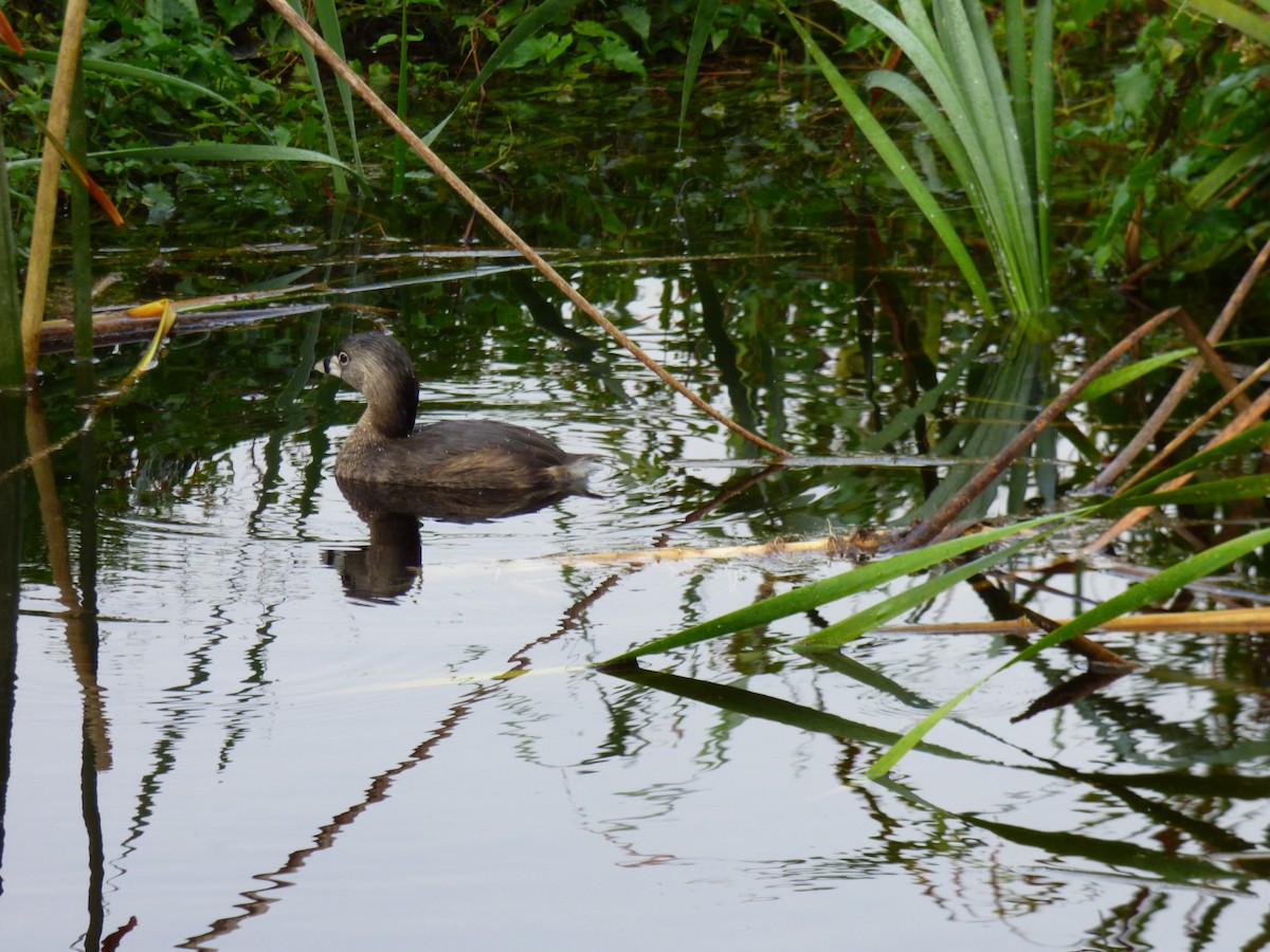 Pied-billed Grebe - Melissa Forehand