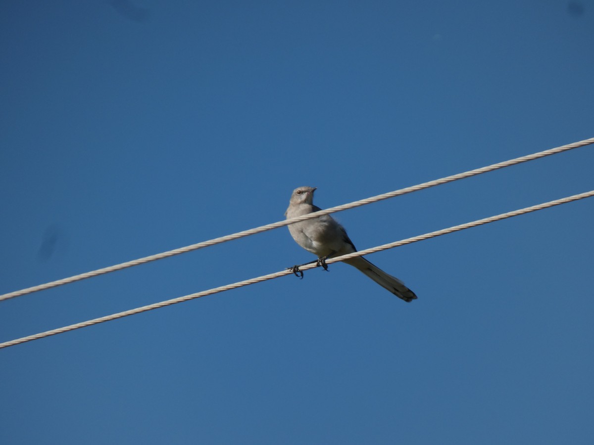 Northern Mockingbird - ML376846941