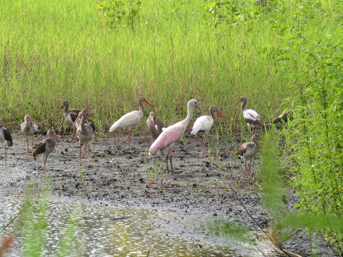 White Ibis - ML376846961