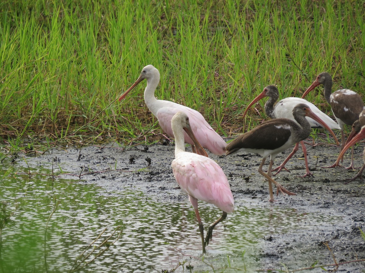 Roseate Spoonbill - ML376847831