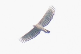 Цейлонский хохлатый орёл - ML376848411