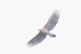 Цейлонский хохлатый орёл - ML376848441