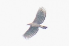 Цейлонский хохлатый орёл - ML376848451