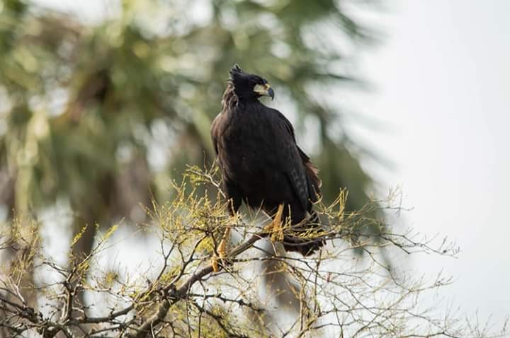 Great Black Hawk - ML376849001