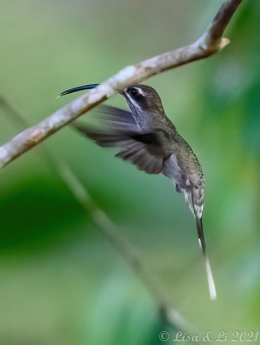 kolibřík běloknírkový - ML376849611