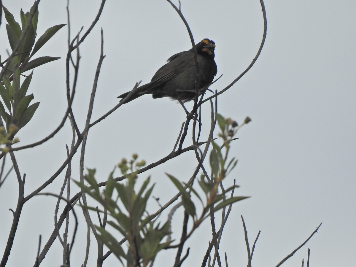 Yellow-faced Grassquit - ML376850371