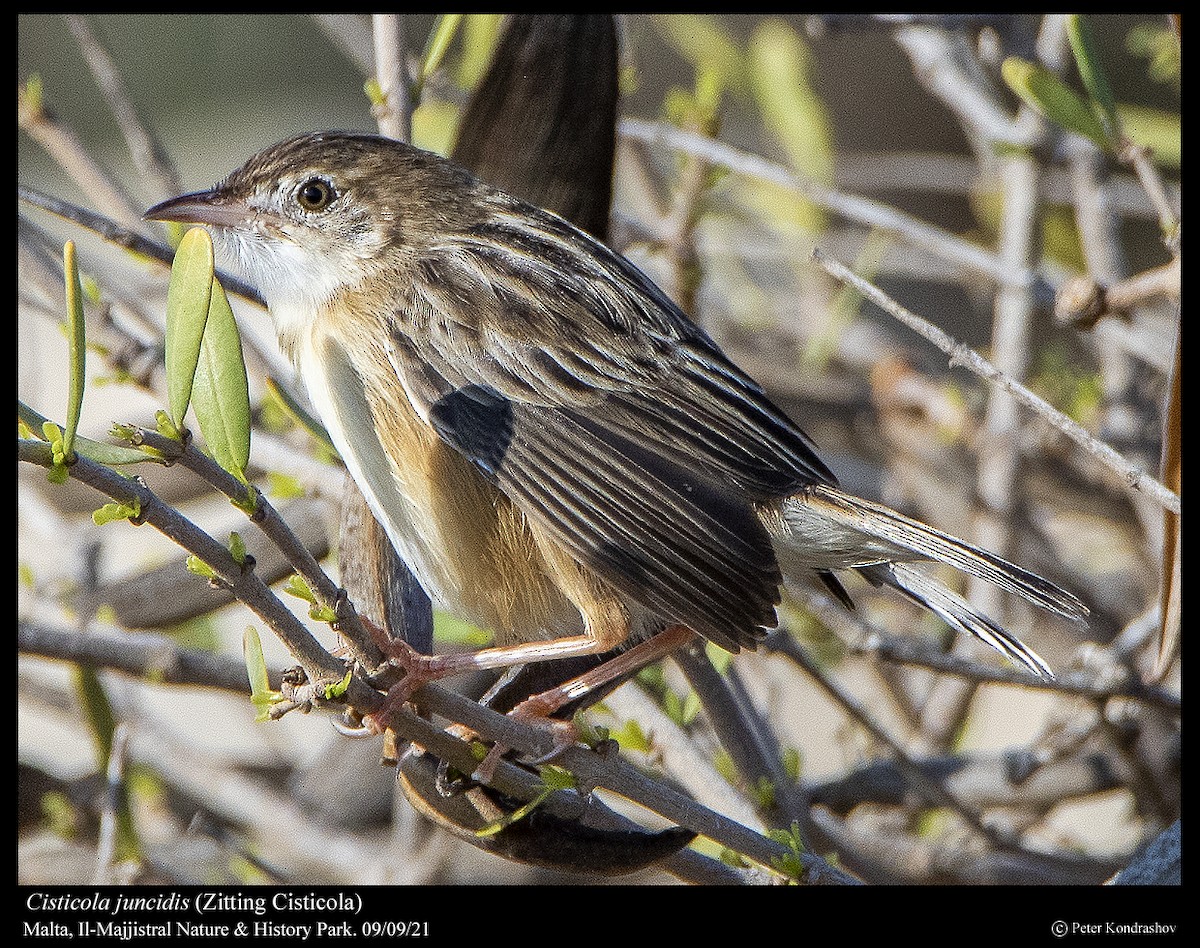 Zitting Cisticola - ML376852061