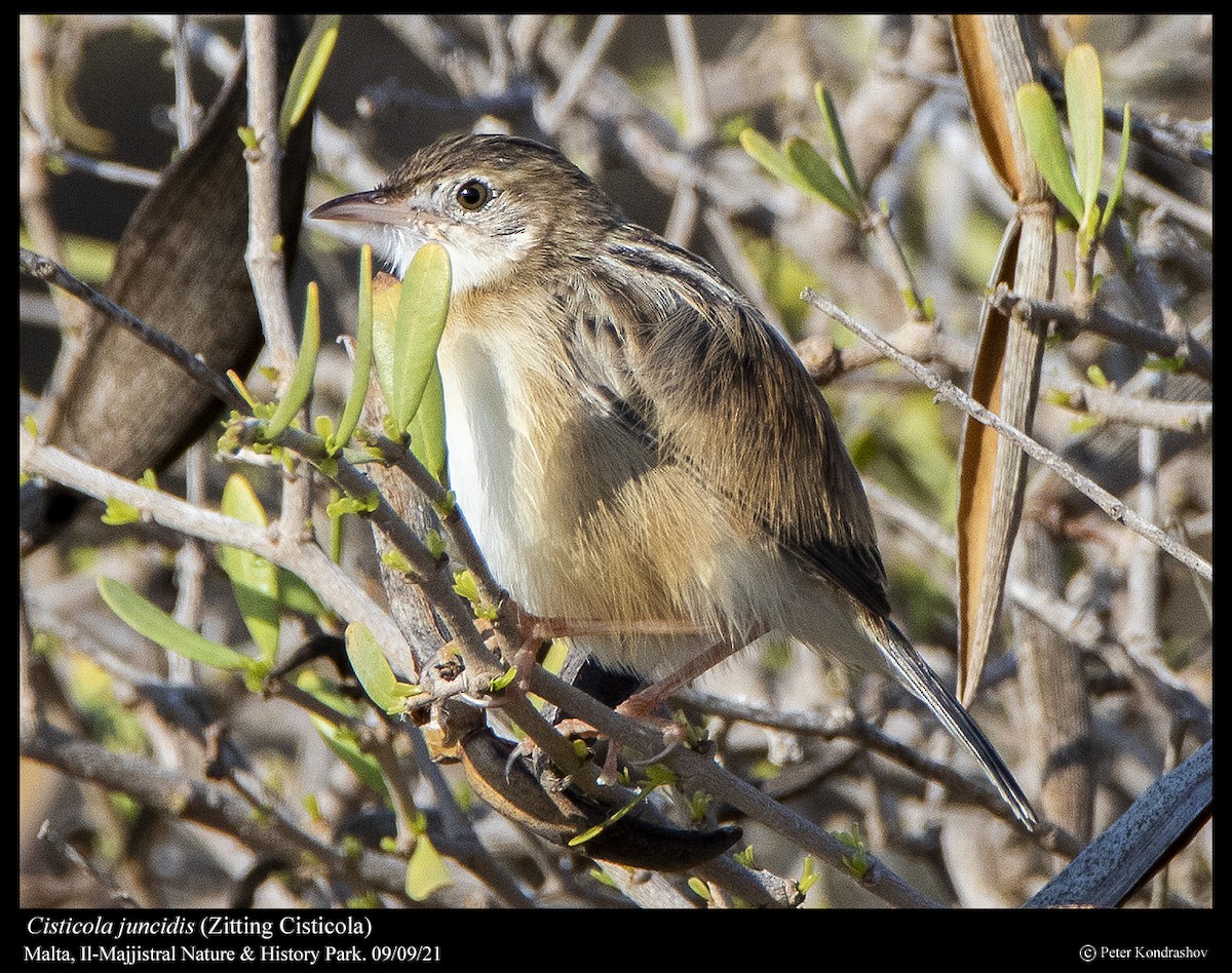 Zitting Cisticola - ML376852071
