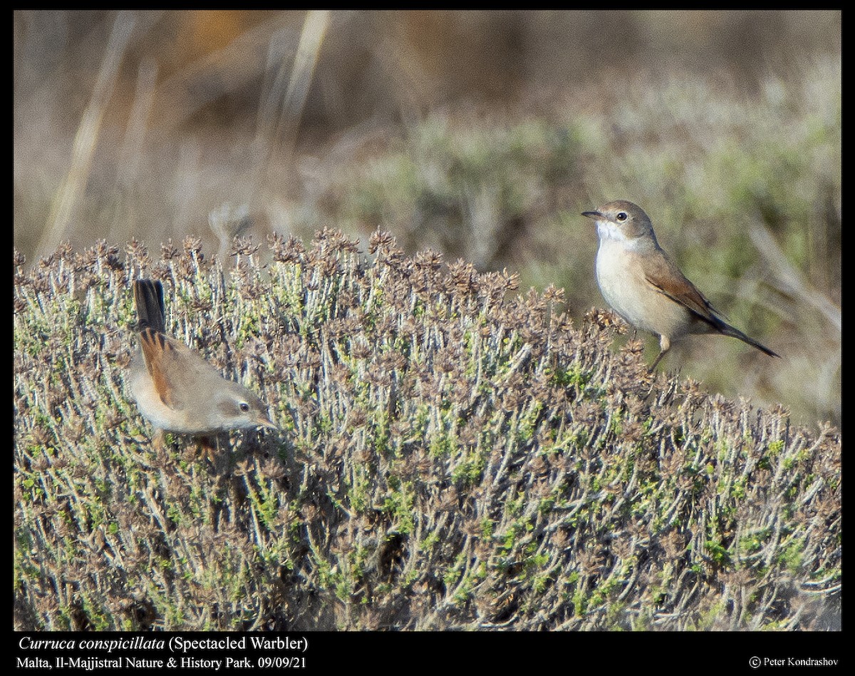 Spectacled Warbler - ML376852121