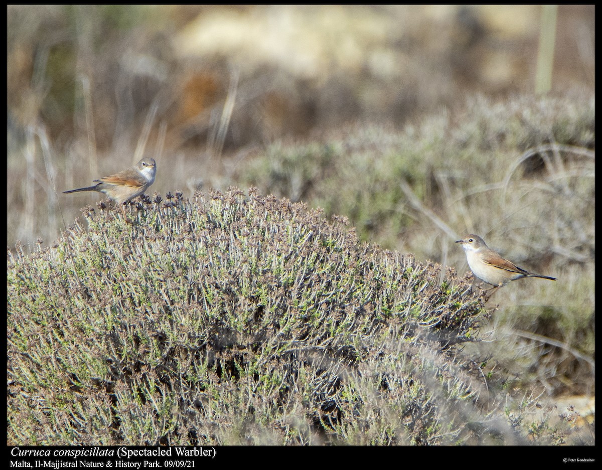 Spectacled Warbler - ML376852131