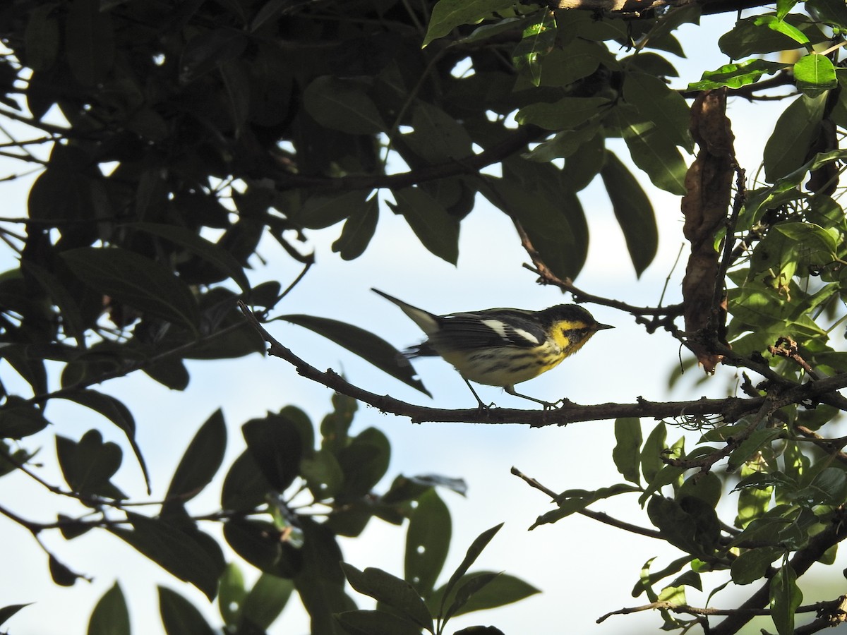 Blackburnian Warbler - ML376852681