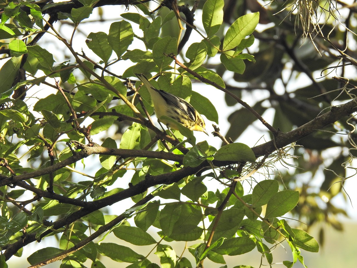 Blackburnian Warbler - ML376852801