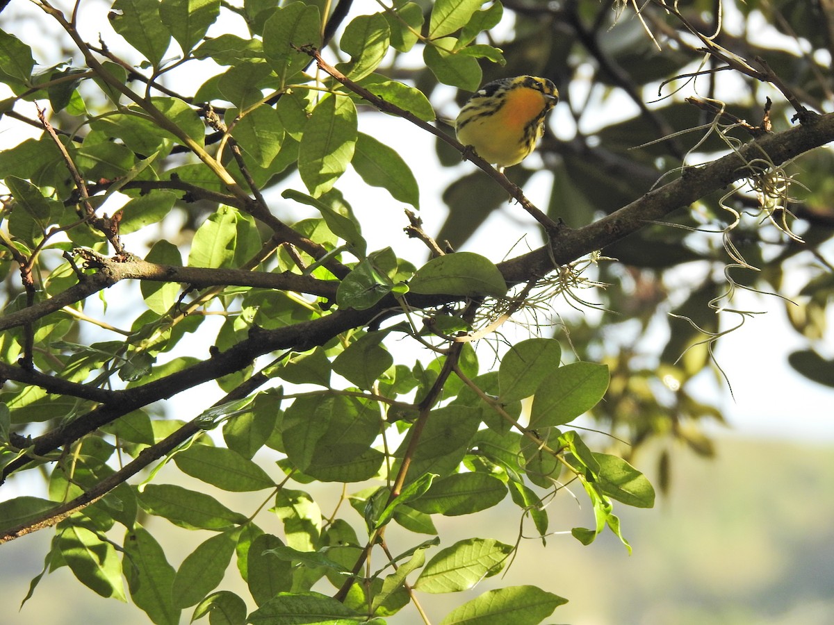 Blackburnian Warbler - ML376852821