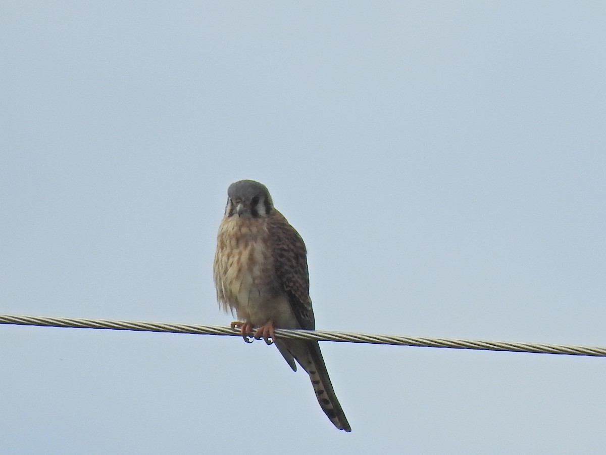 American Kestrel - ML376853801